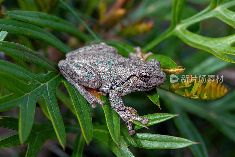 庇隆树蛙(Litoria peroni)